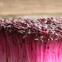8-Tray RED AMARANTH SPROUTS Heirloom Seedstock PMA Contract