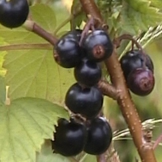 9-Jar Certified BLACK CURRANT HONEY Blend PMA Contract