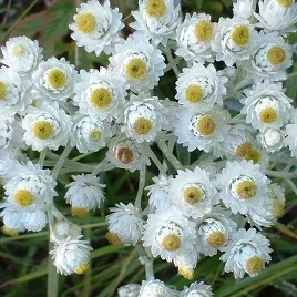 12-Starts Native-Medicine Permaculture "PEARLY EVERLASTING" Mountain-Herb Prep