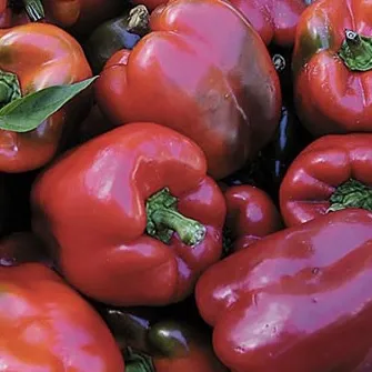 6-Starts Heirloom SWEET RED PEPPER "WISCONSIN LAKES" Gourmet-Seedstock Prep