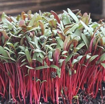 8-Tray RED CHARD SPROUTS Heirloom Seedstock PMA Contract