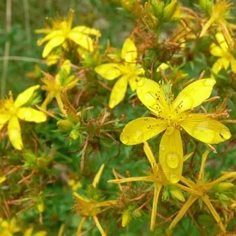 12-Starts "St. JOHN'S WORT" Native-Medicine, Biodynamic-Permaculture Mountain Herb Prep
