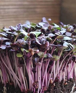 8-Tray RED RADISH SPROUTS Heirloom Seedstock PMA Contract
